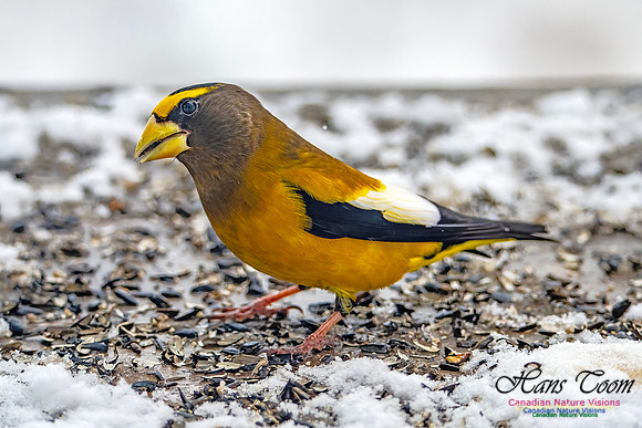 Even More Evening Grosbeaks 120