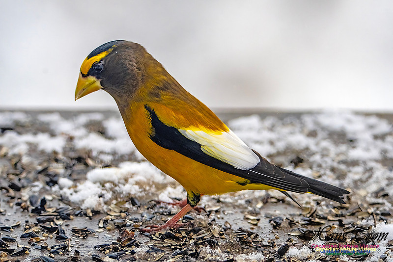 Even More Evening Grosbeaks 121