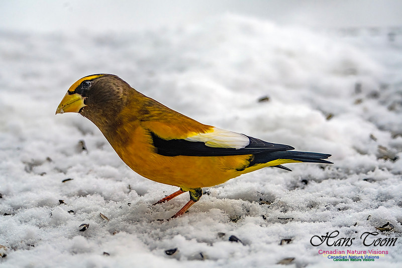 Even More Evening Grosbeaks 119