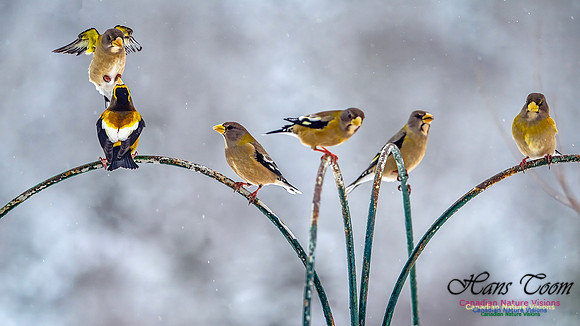 Even More Evening Grosbeaks 123