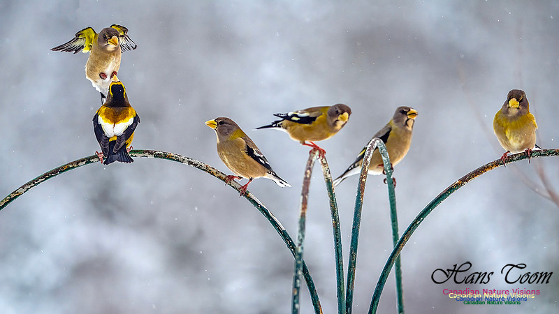 Even More Evening Grosbeaks 123