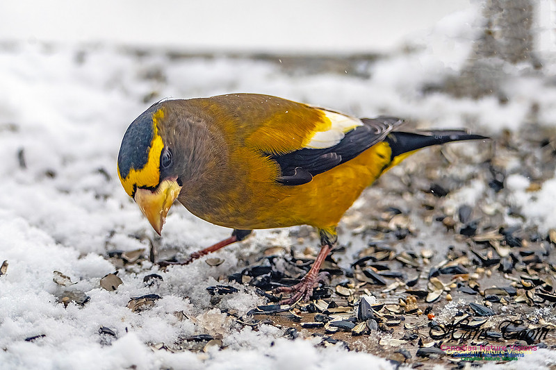Even More Evening Grosbeaks 125