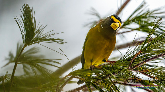 Even More Evening Grosbeaks 127
