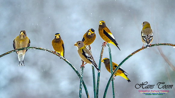 Even More Evening Grosbeaks 124