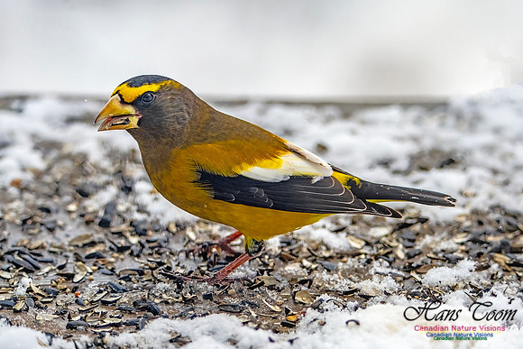 Even More Evening Grosbeaks 126