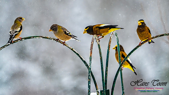 Even More Evening Grosbeaks 128