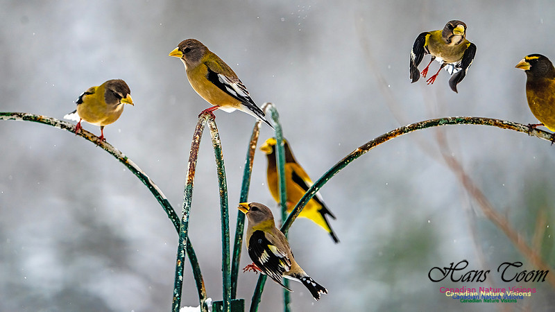 Even More Evening Grosbeaks 130