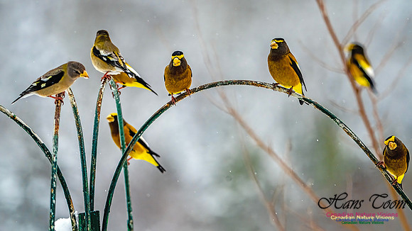 Even More Evening Grosbeaks 129
