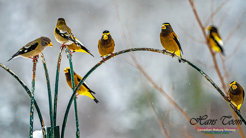 Even More Evening Grosbeaks 129