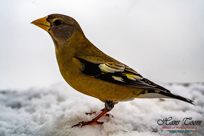 Even More Evening Grosbeaks 131