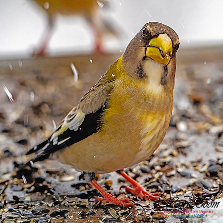 Even More Evening Grosbeaks 132