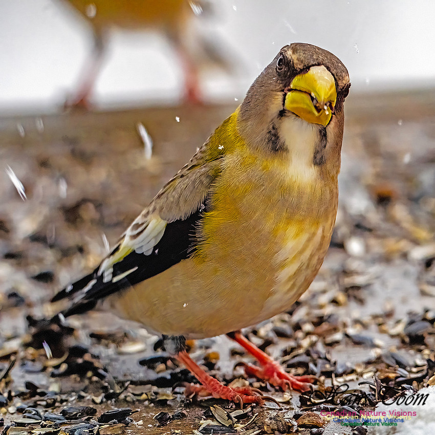 Even More Evening Grosbeaks 132