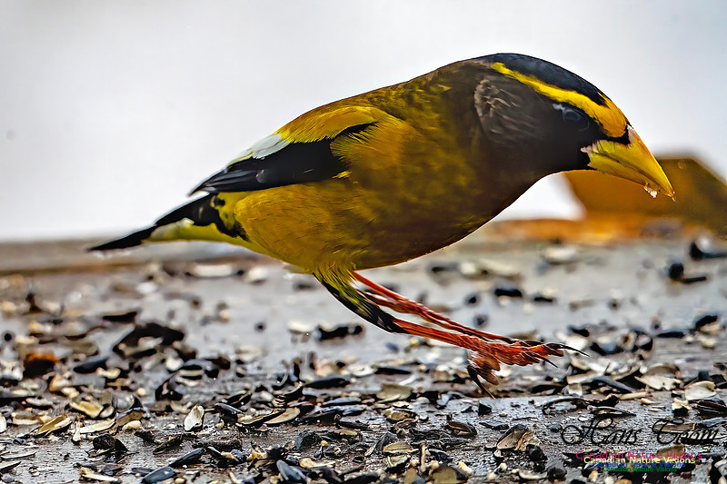 Even More Evening Grosbeaks 134