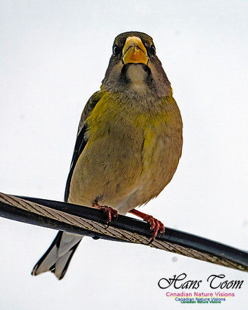 Even More Evening Grosbeaks 136