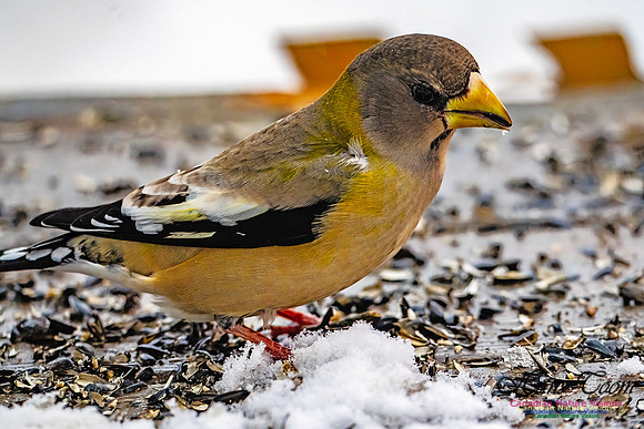Even More Evening Grosbeaks 133