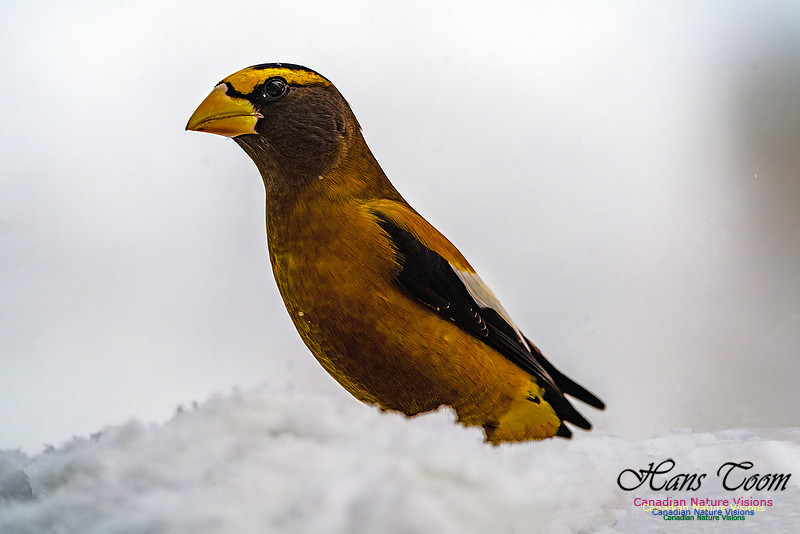 Even More Evening Grosbeaks 135