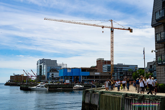 Halifax Waterfront Stroll 144