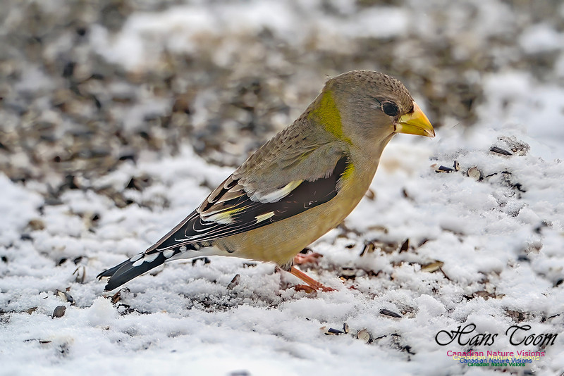 Even More Evening Grosbeaks 118