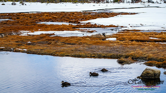 Nova Scotia In Winter 105