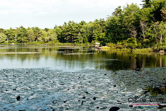 Frog Pond Sir Sanford Fleming Park