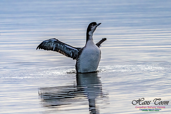 Common Loon 102