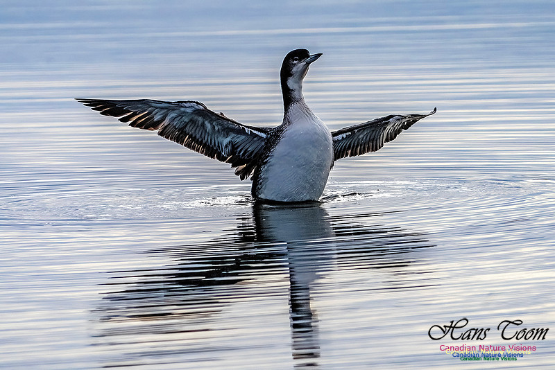 Common Loon 103