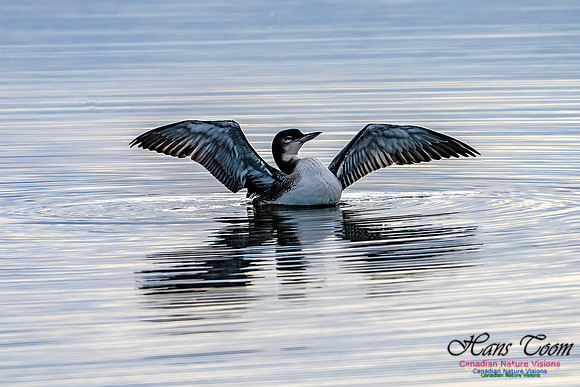 Common Loon 105