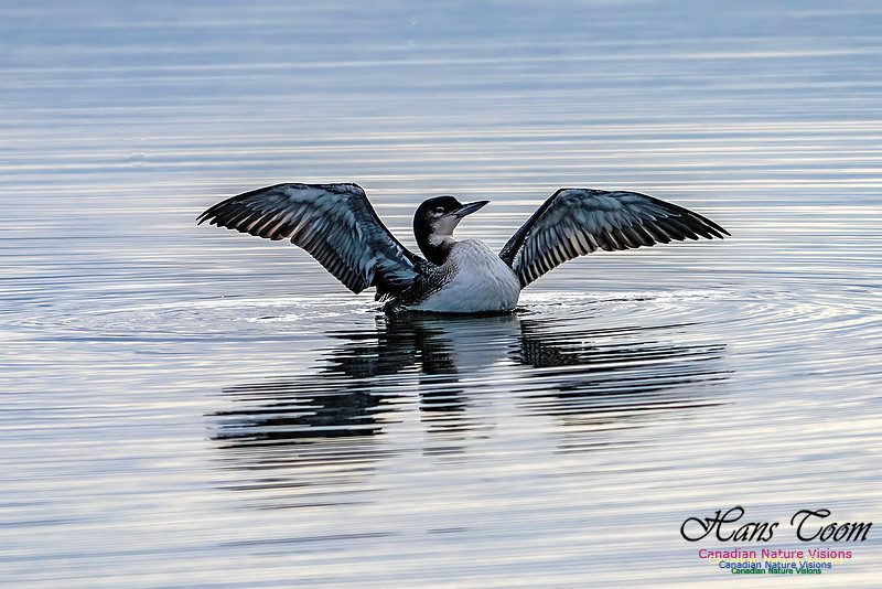 Common Loon 105