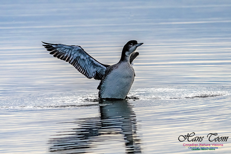 Common Loon 101