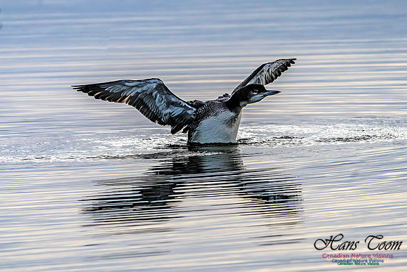Common Loon 100