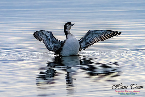 Common Loon 104