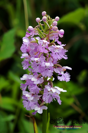 Large Purple Fringed Orchid