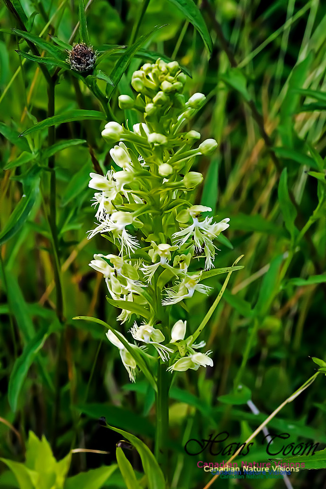 Ragged Fringed Orchid