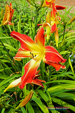 Annapolis Royal Historic Gardens 2015