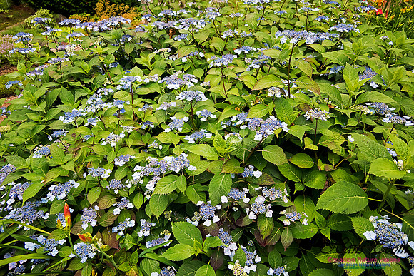 Annapolis Royal Historic Gardens 2015