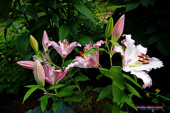 Annapolis Royal Historic Gardens 2015