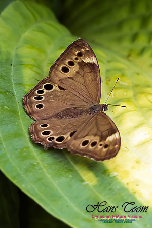 Northern Pearly Eye
