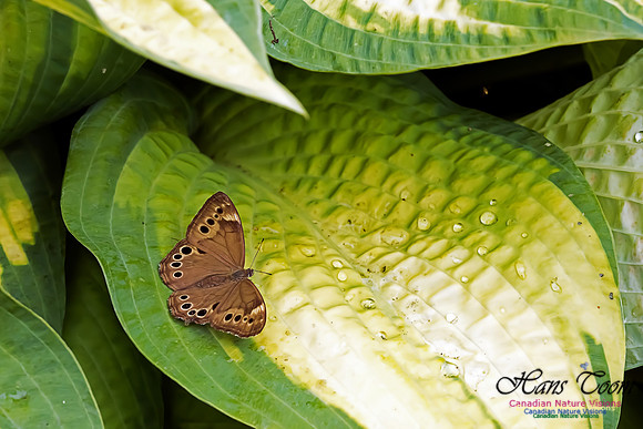 Northern Pearly Eye