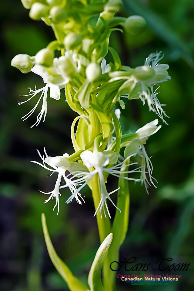 Ragged Fringed Orchid
