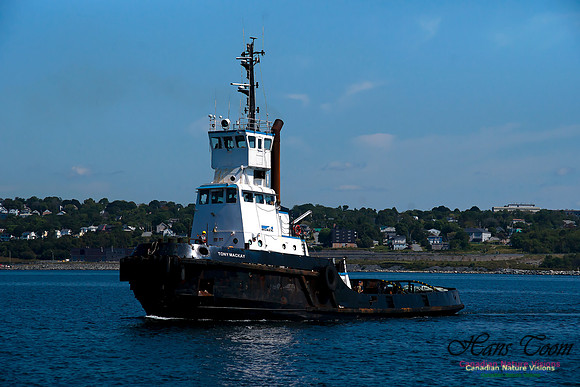 Tony MacKay