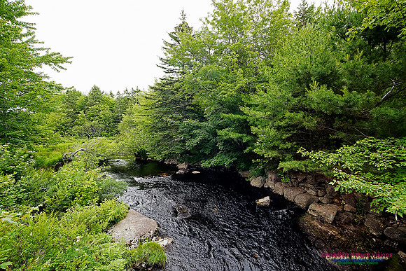 Summer Creek