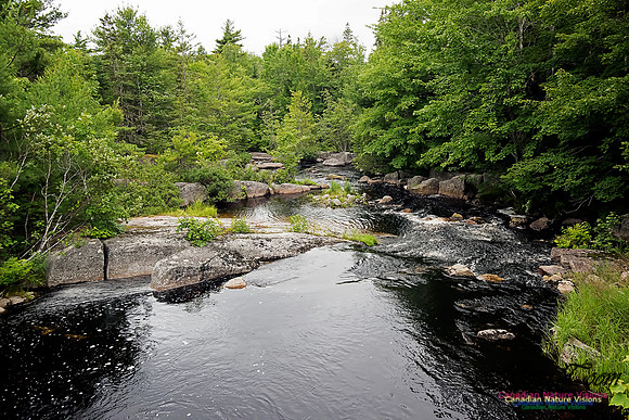 Summer Creek