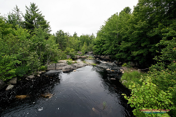 Summer Creek