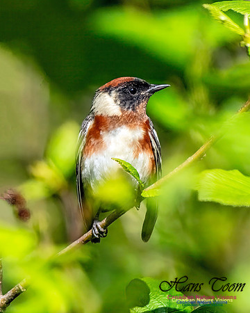 Bay-breasted Warbler 205