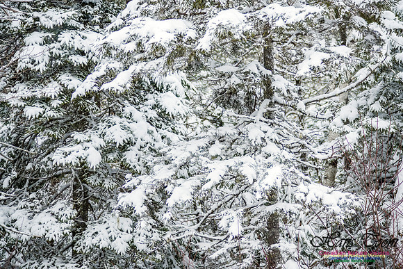 December Snow Scenes in Nova Scotia 128