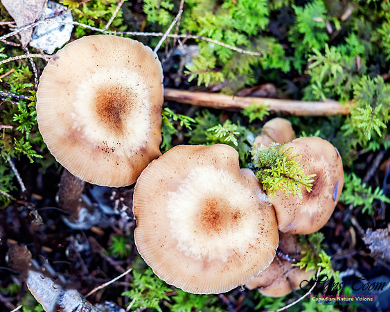 Fungus Walk In the Woodland 123