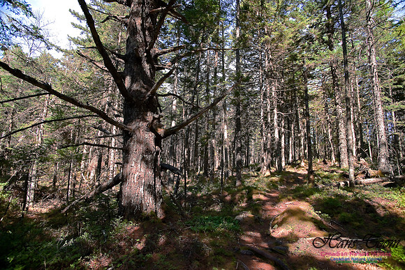Wetlands Trail Mount Uniacke