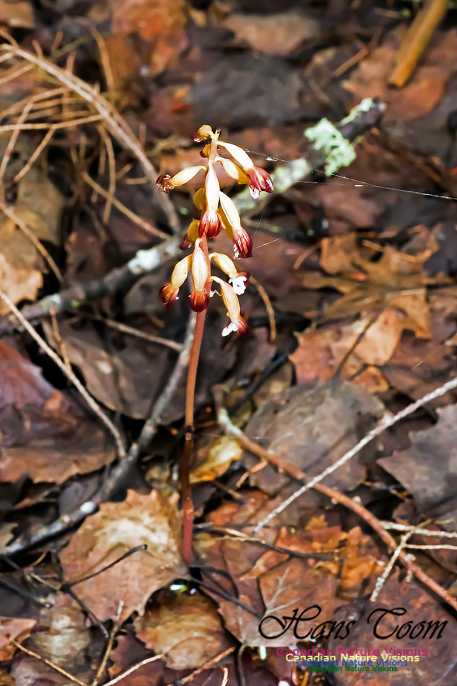 Coralroot Orchid