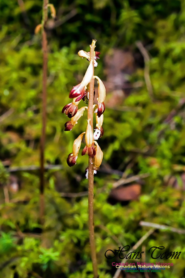 Coralroot Orchid