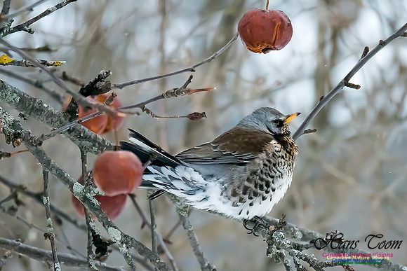 Fieldfare